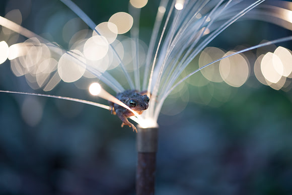 "Fireflies" - Bruce Munro
